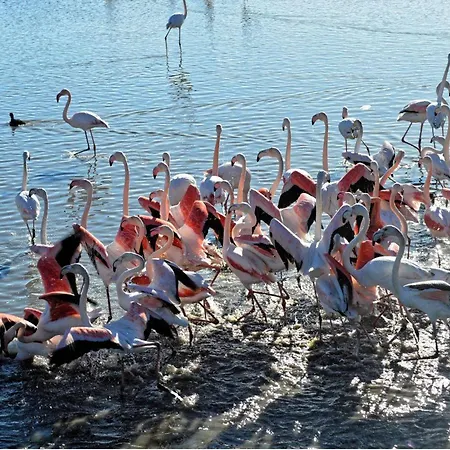 T2 Rdc Avec Terrasse Sud, 4 Pers, Parking - Fr-1-307-187 Lejlighed Le Grau-du-Roi